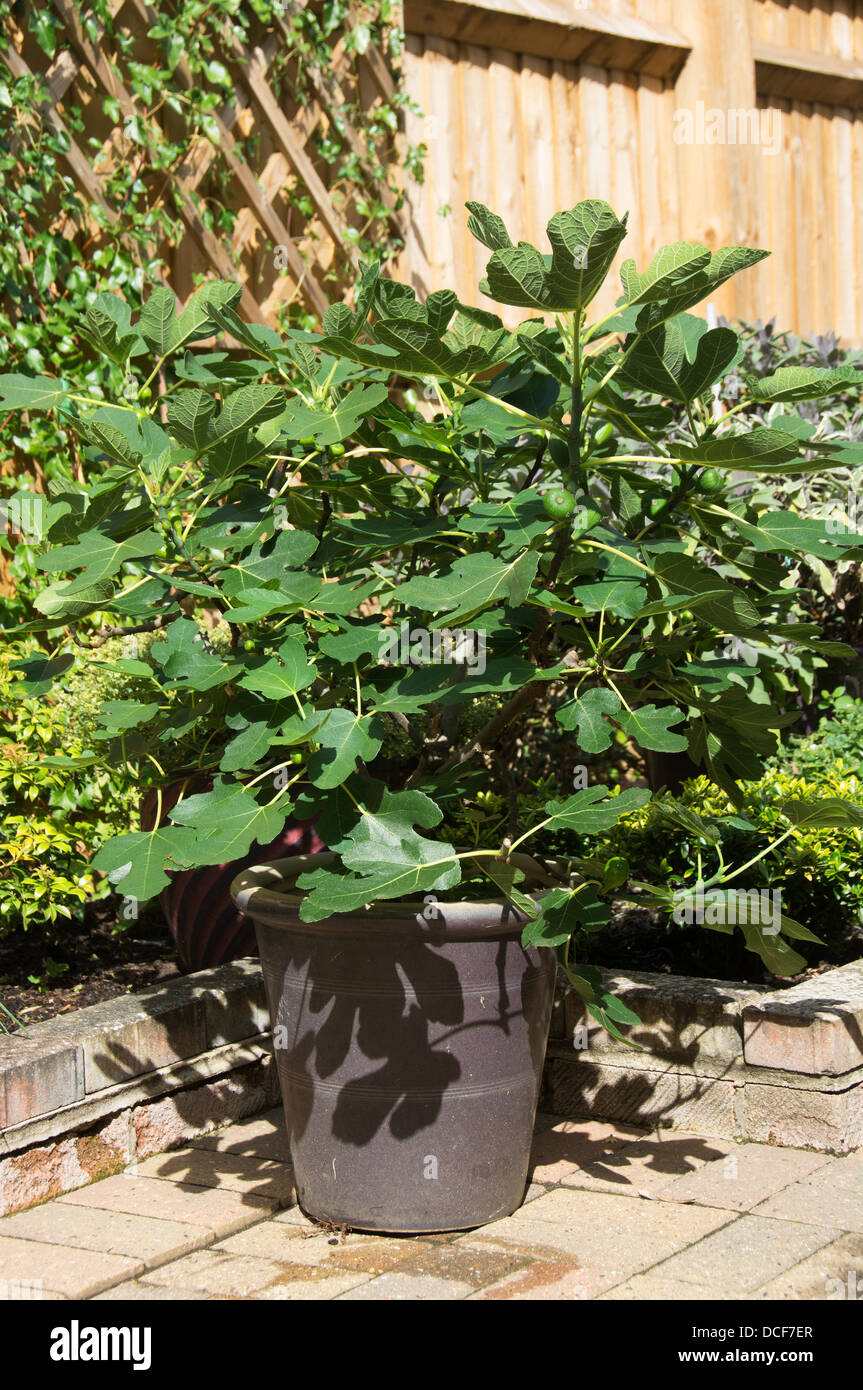A potted Brown Turkey fig tree (Ficus carica) growing in a sunny spot in a British garden. Stock Photo