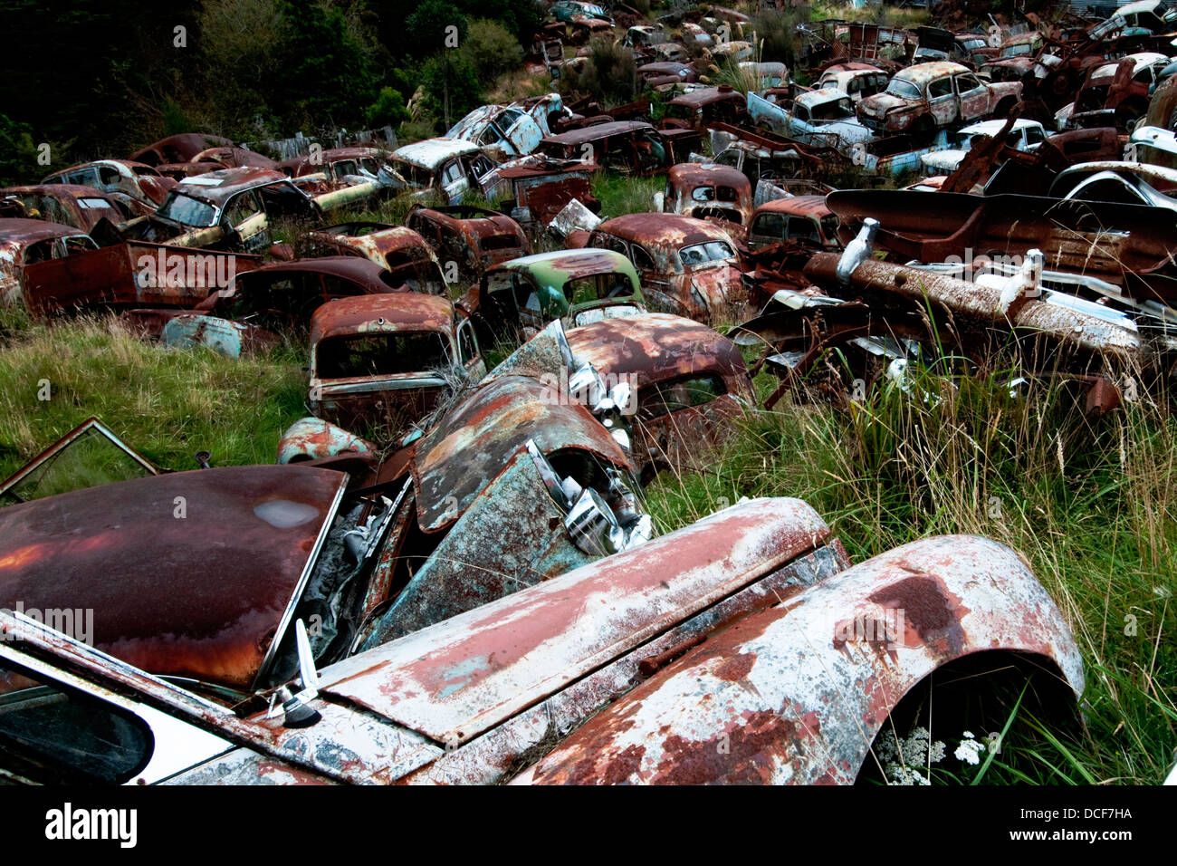 Horopito High Resolution Stock Photography And Images Alamy