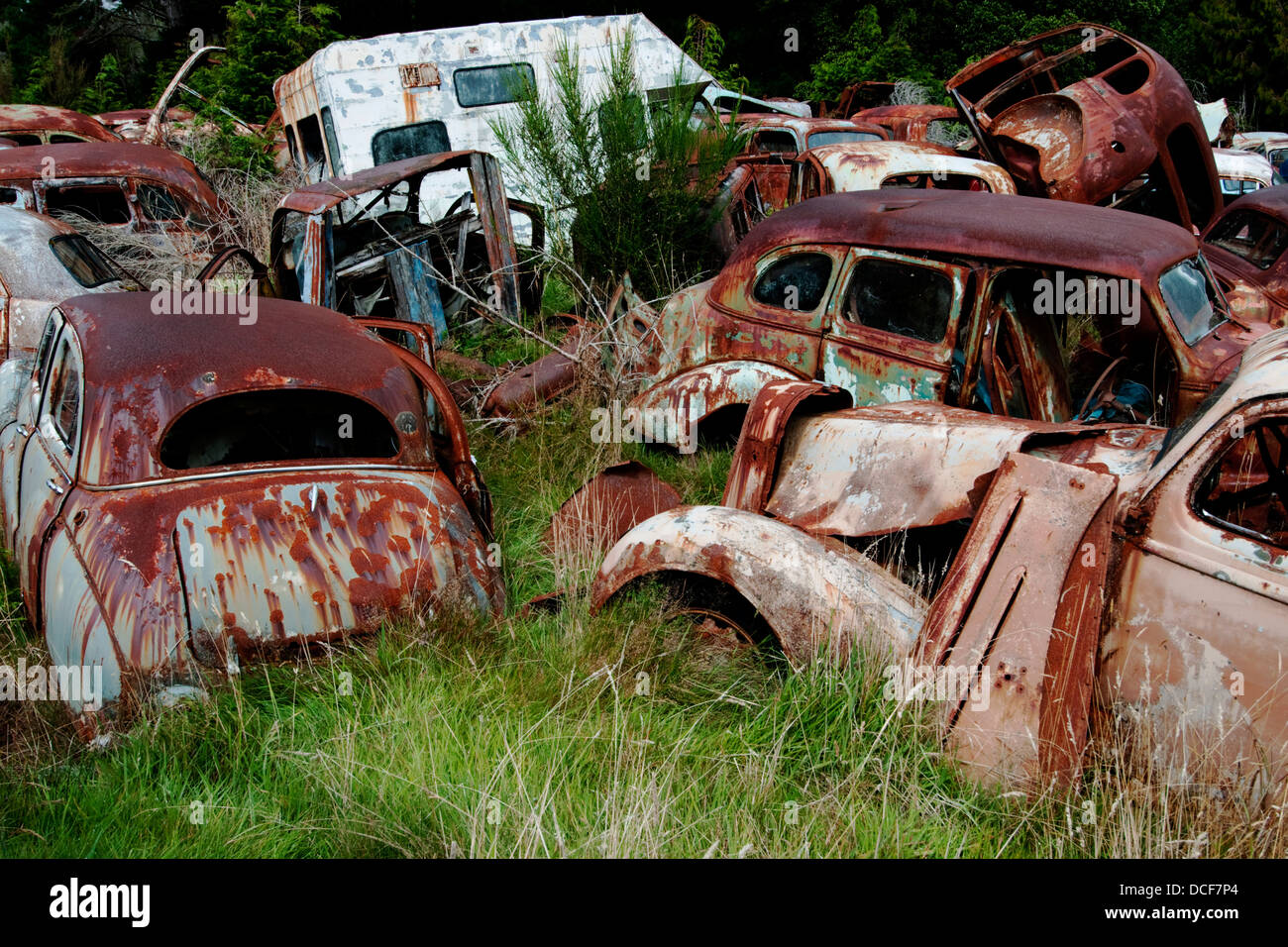 Horopito High Resolution Stock Photography And Images Alamy