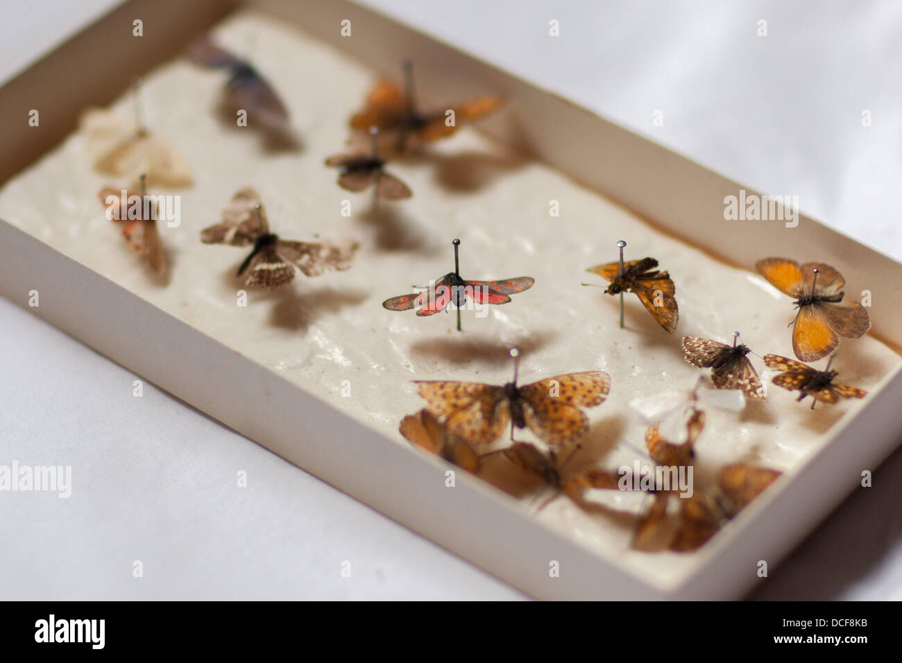 A butterfly collection in a box Stock Photo Alamy