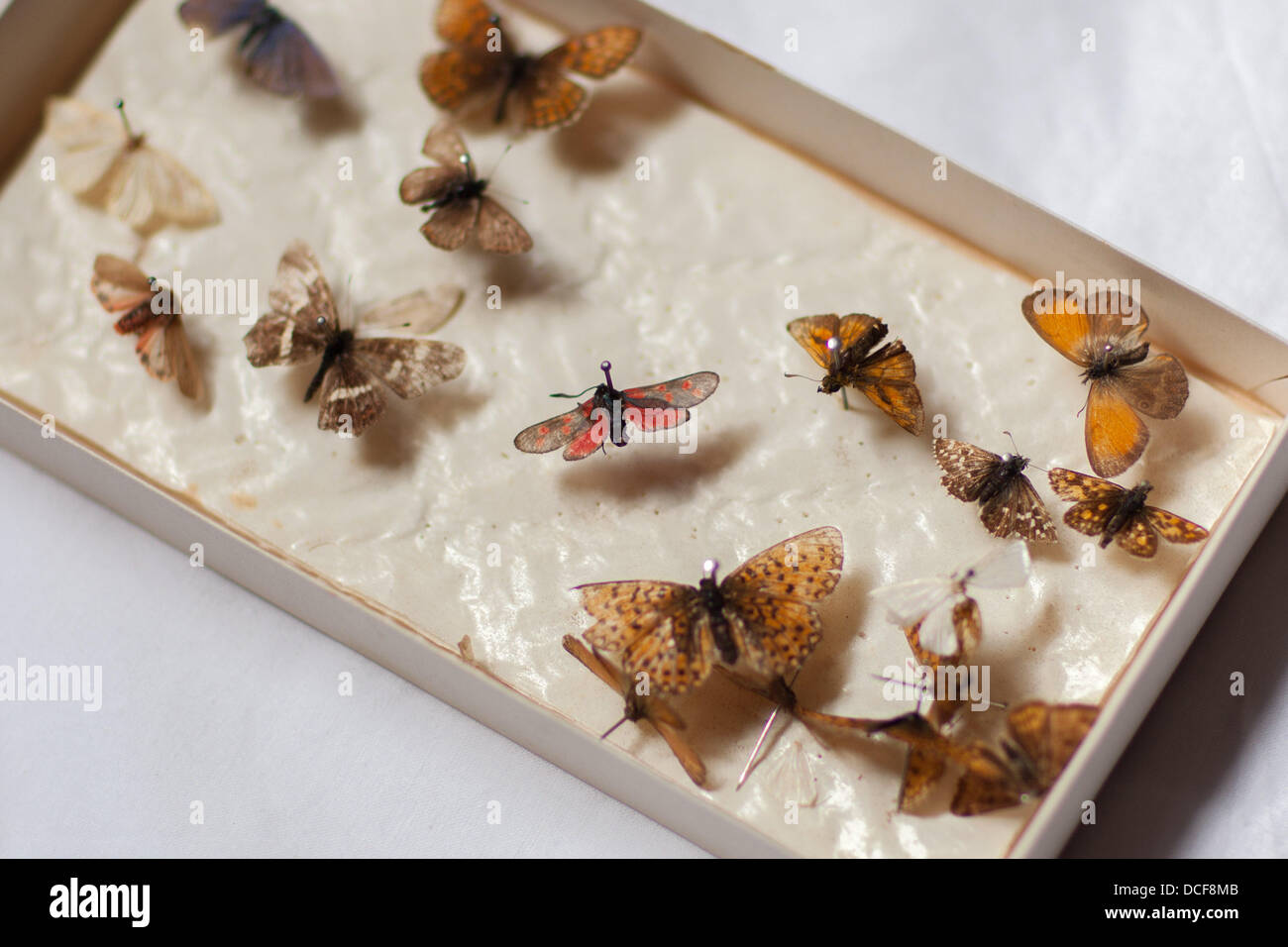A butterfly collection in a box Stock Photo Alamy