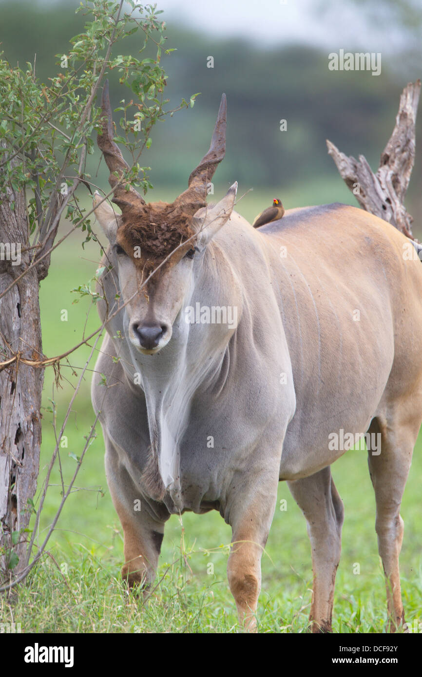 Eland -- World's Largest and Slowest Antelope. Selenkay Consvervancy. Kenya, Africa. Taurotragus oryx Stock Photo