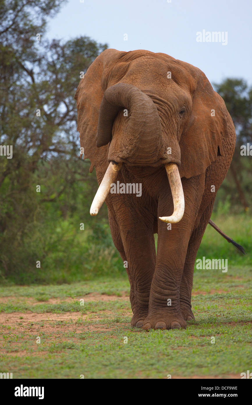 African Bull Elephant. Loxodonta africana spp. Selenkay Conservancy