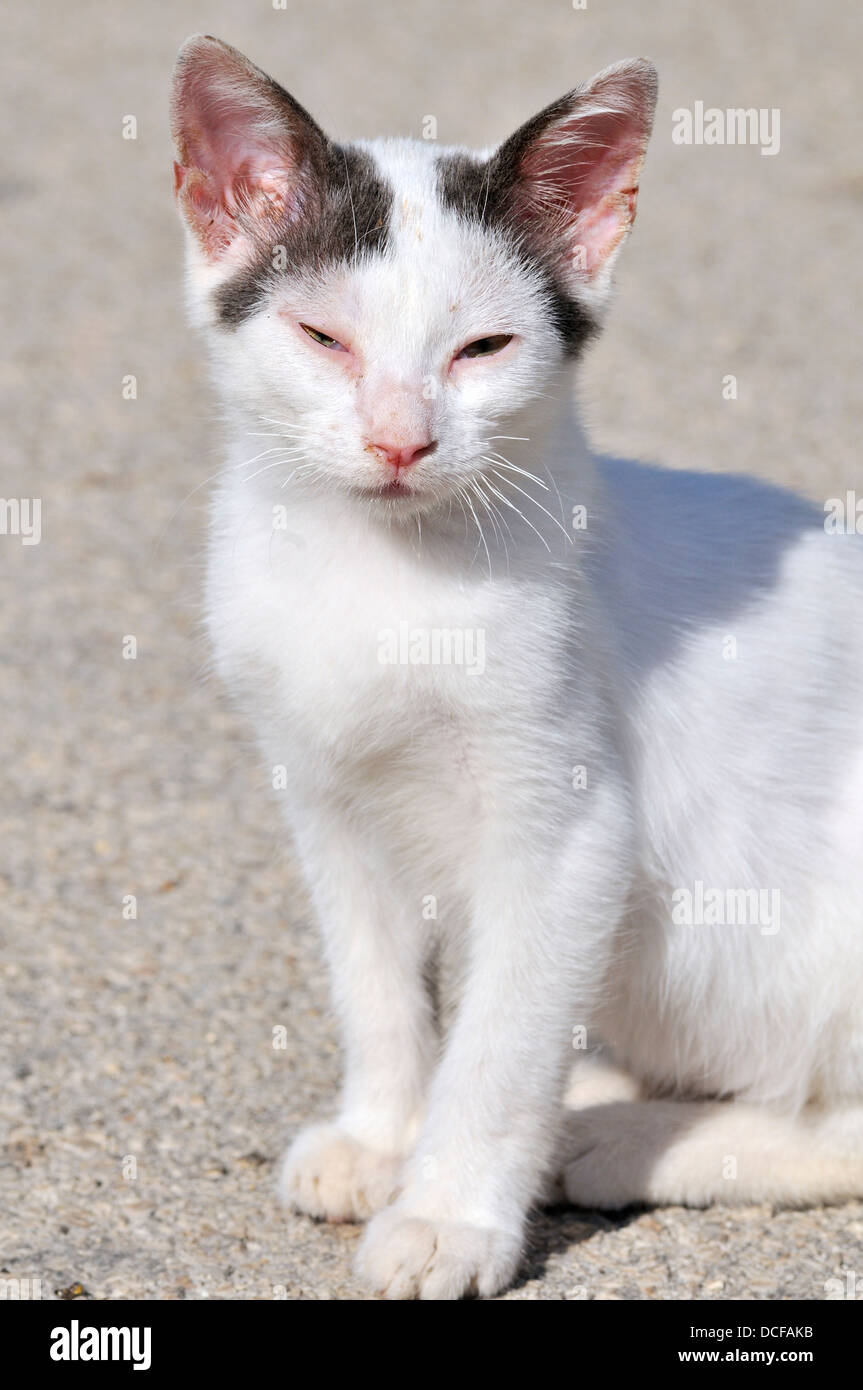 Diseased Greek cat Stock Photo