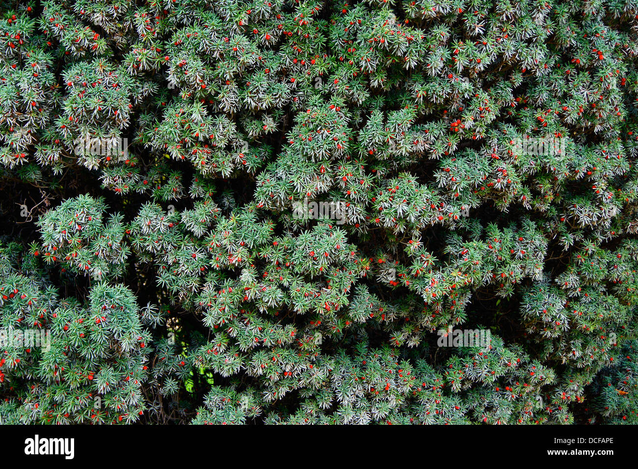 Taxus baccata L. 'fastigiata', foliage and cones. Cultivar. Jardin des Plantes of Paris Stock Photo