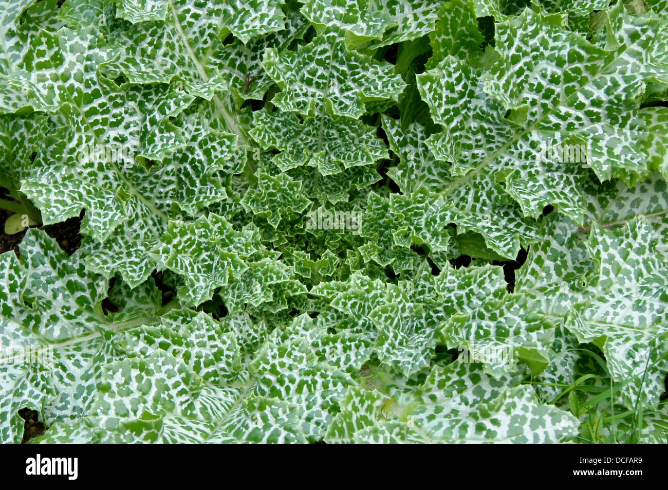 Silybum marianum, Gaertner, Jardin des Plantes of Paris Stock Photo