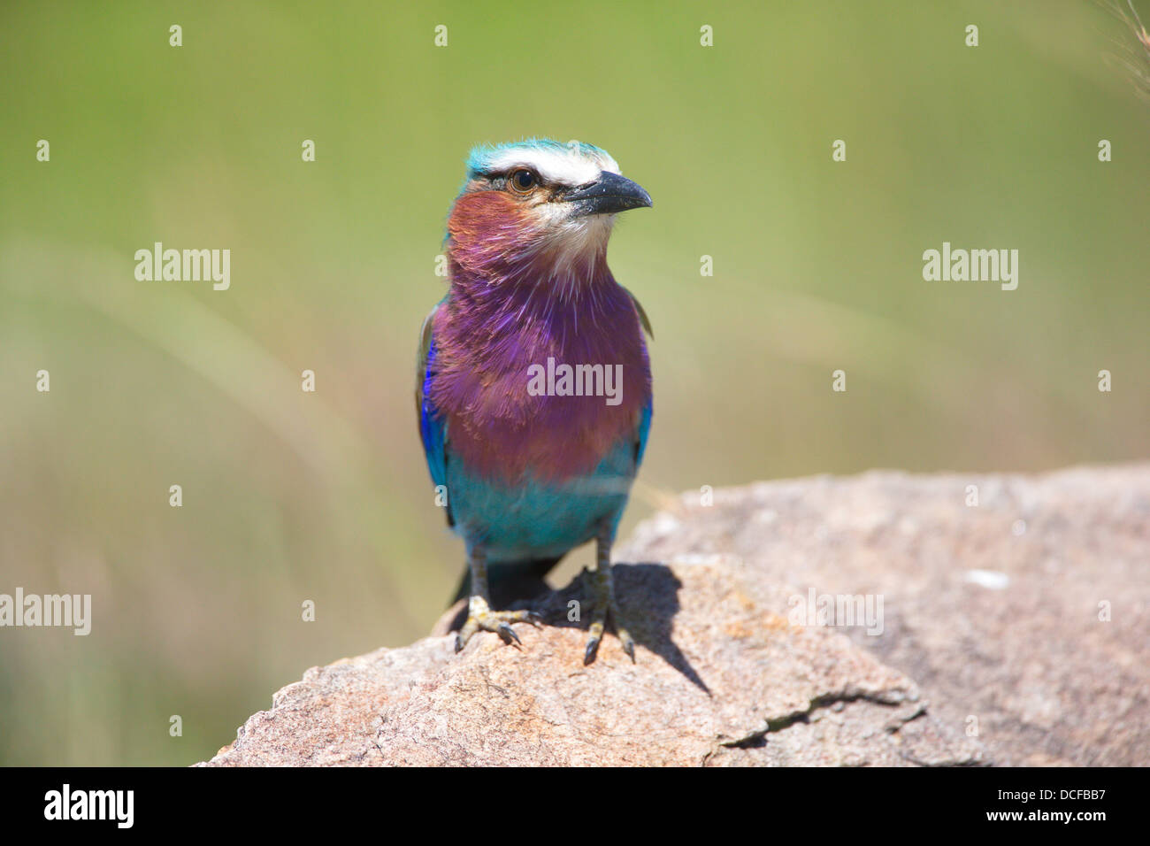 Lilac Breasted Roller. Coracias caudatus. The national bird of Botswana and Kenya. Selenkay Conservancy. Kenya, Africa. Stock Photo