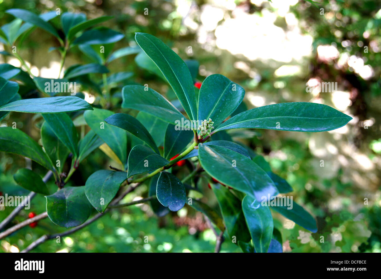 Skimmia japonica Thund., branches, buds and leaves, Alpine garden of the Jardin des Plantes of Paris Stock Photo