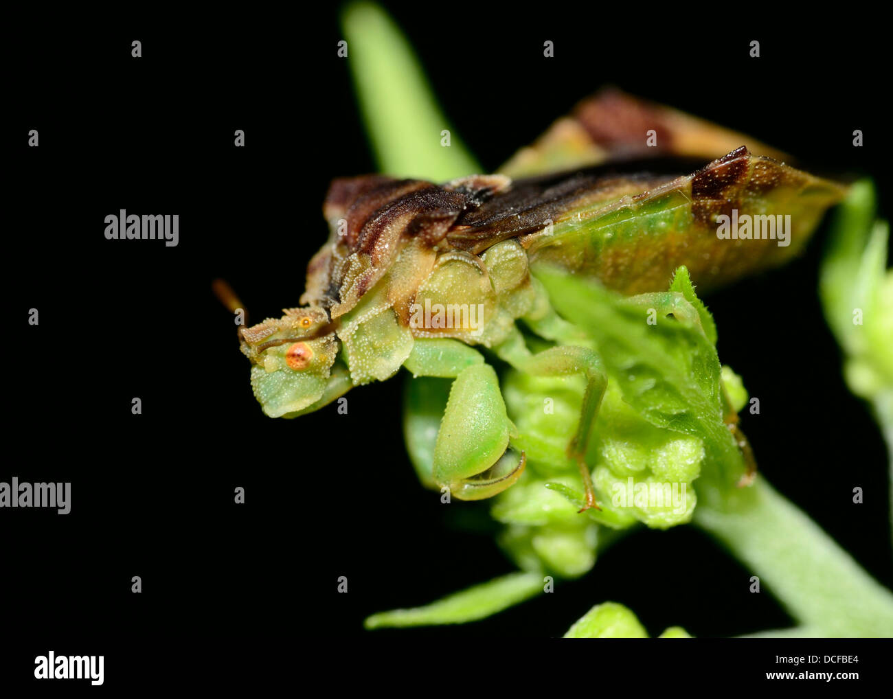 An Ambush Bug perched on a green plant. Stock Photo