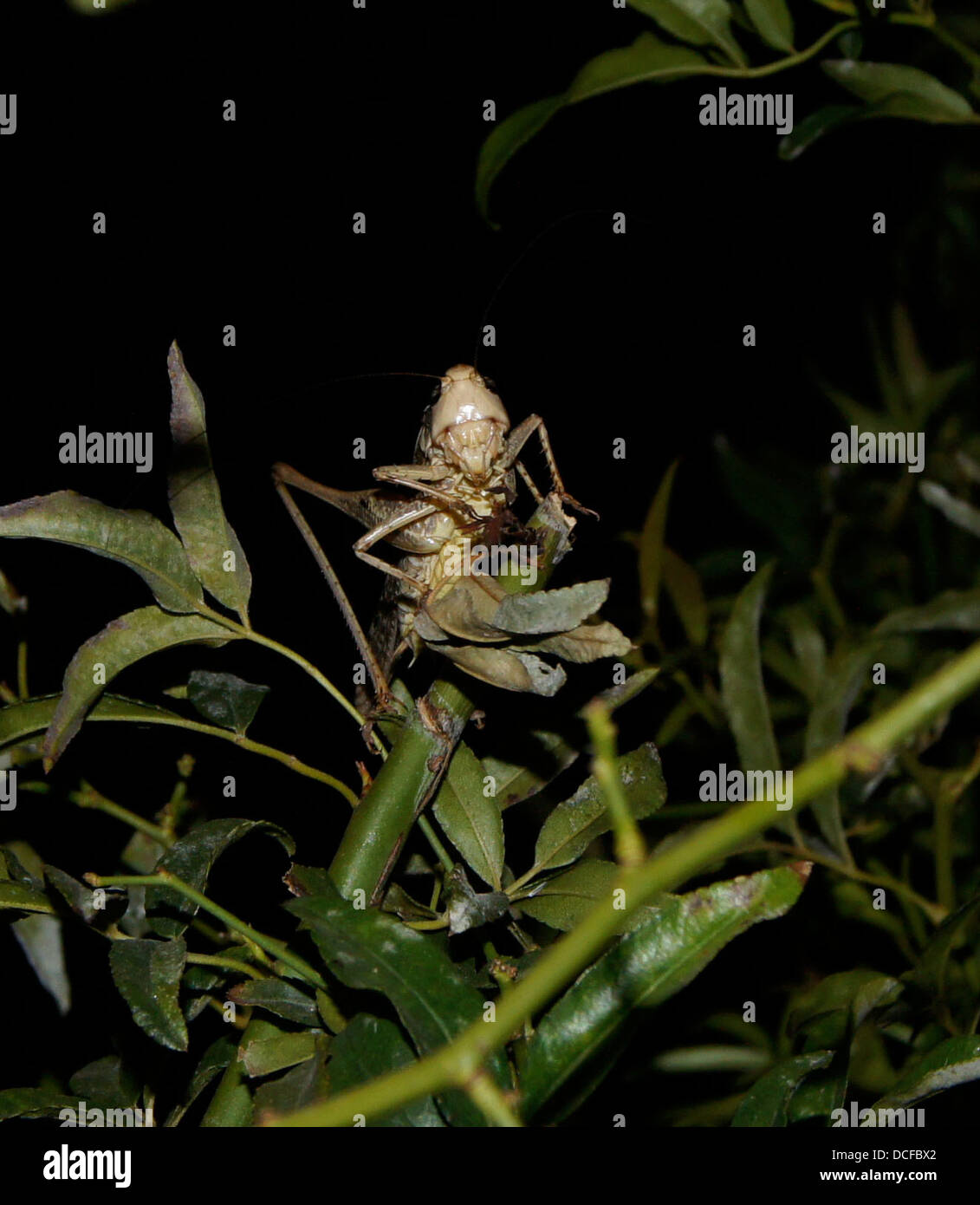 Decticus albifrons, portrait Stock Photo - Alamy