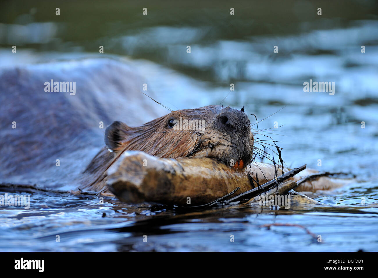 A wild beaver 'Castor canadensis' swimming carrying a stick in his mouth Stock Photo