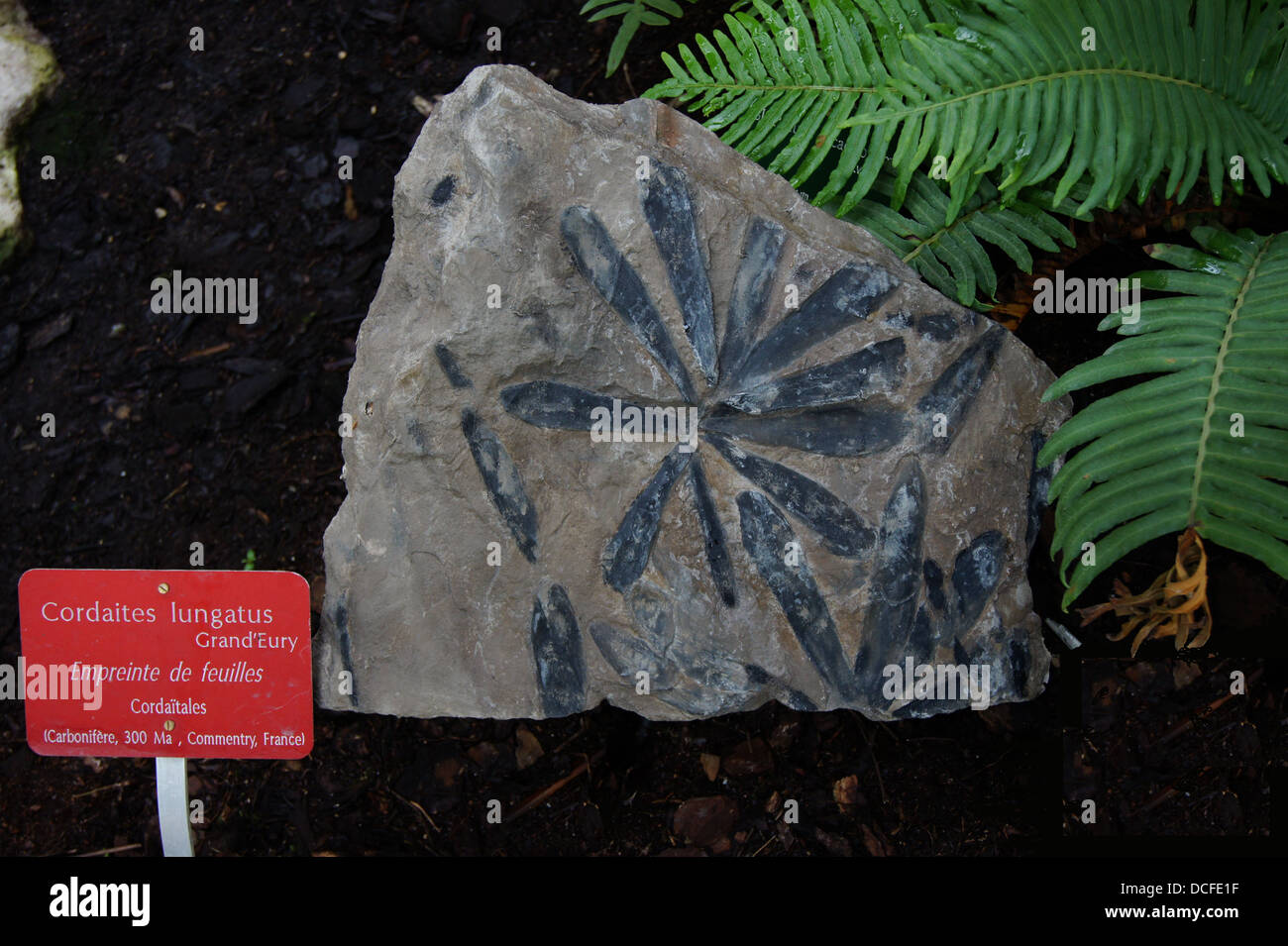 extinct plant (Cordaites lungatus), ca. 300 millions years, near modern ferns, Jardin des Plantes, Paris. Identification plaque. Stock Photo