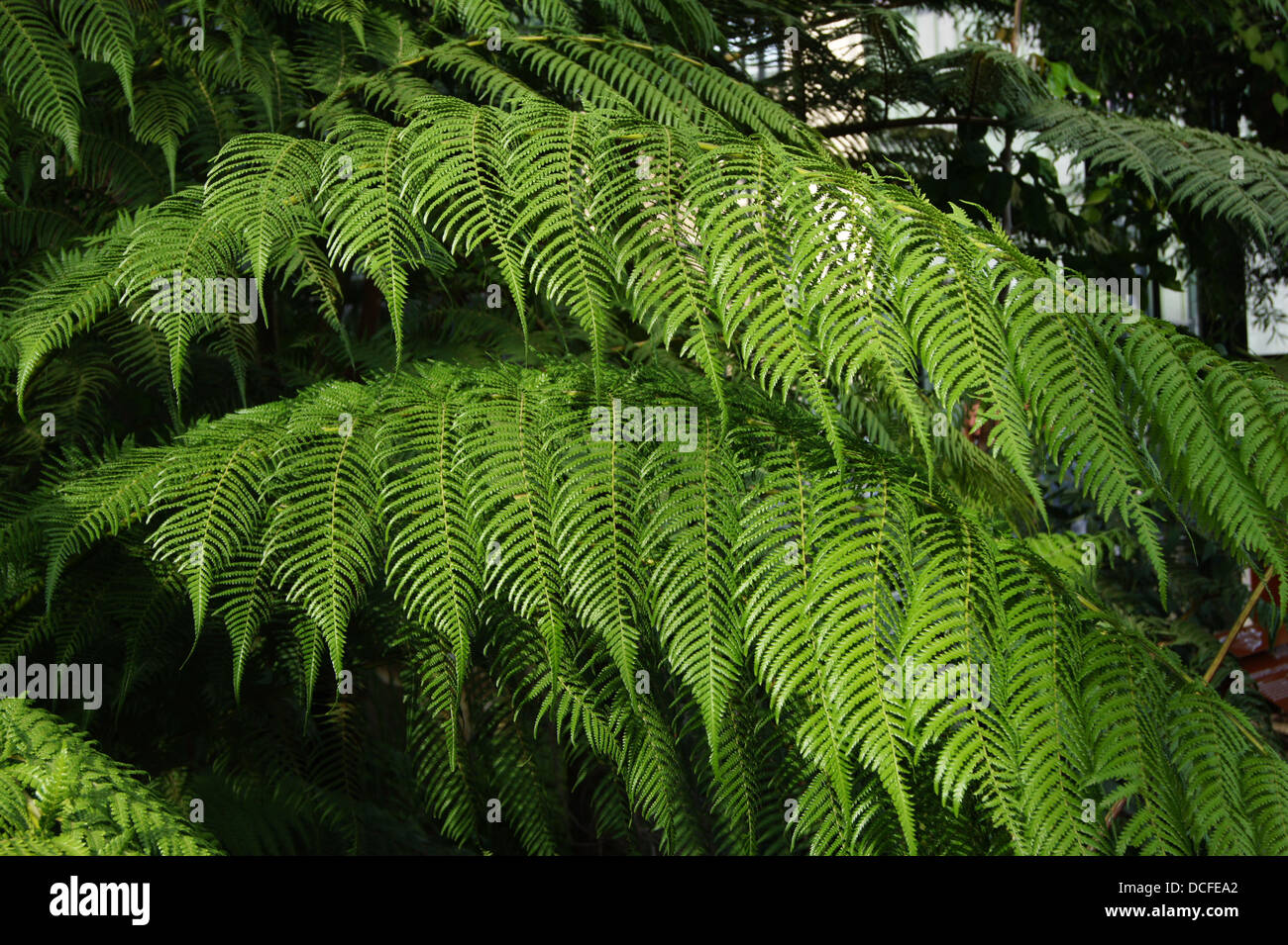 Cyathea dregei Kunze, Serre tropicale du Jardin des Plantes de Paris Stock Photo