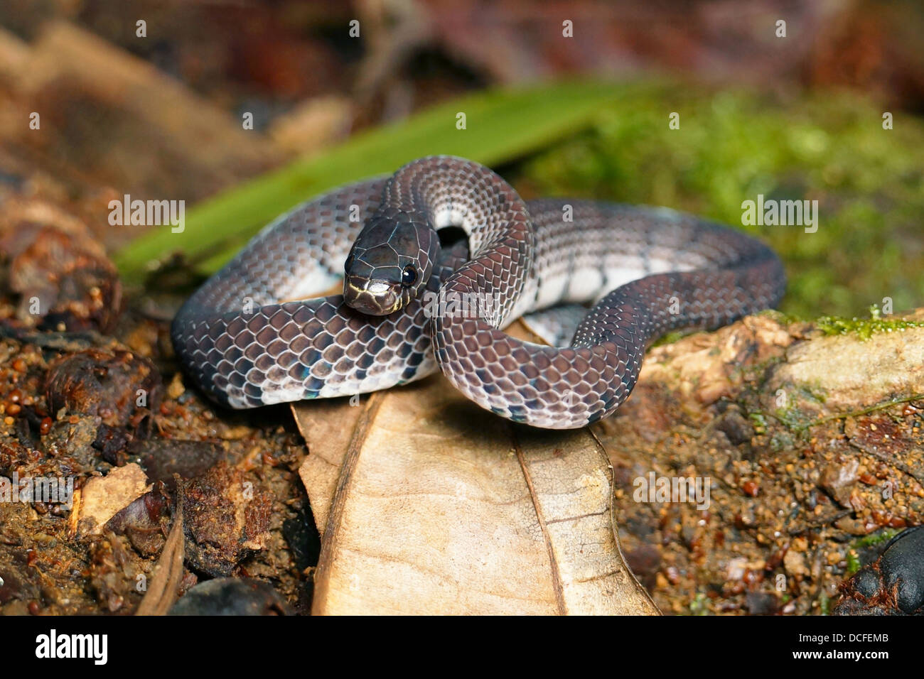 Asthenodipsas Pareas laevis blunt headed tree snake Borneo Stock Photo