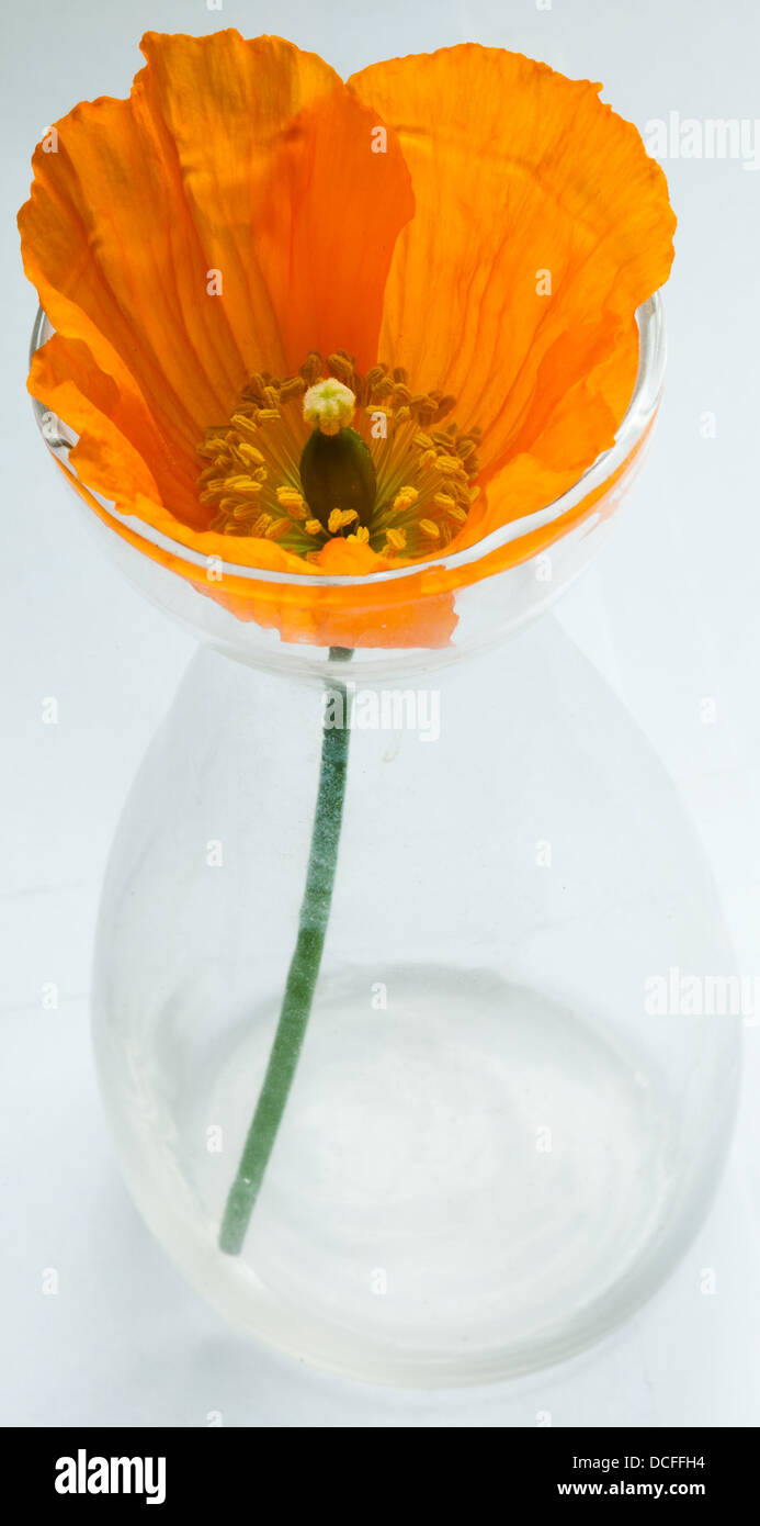 An Orange Papaver nudicaule (Icelandic Poppy) in a vase Stock Photo