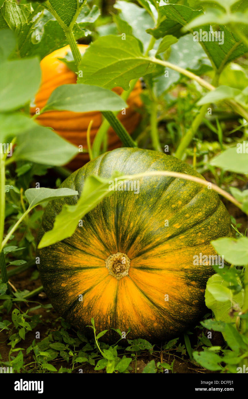 Growing pumpkins in organic vegetable garden Stock Photo - Alamy
