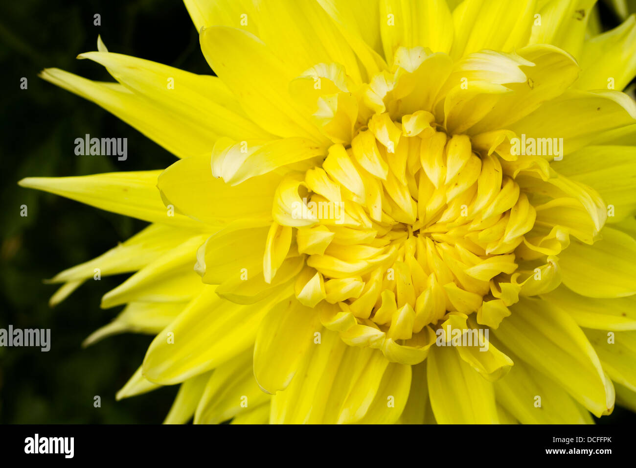 Yellow flower in fool bloom Stock Photo - Alamy