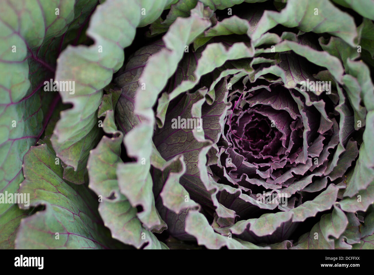 Growing cabbage in organic vegetable garden Stock Photo Alamy