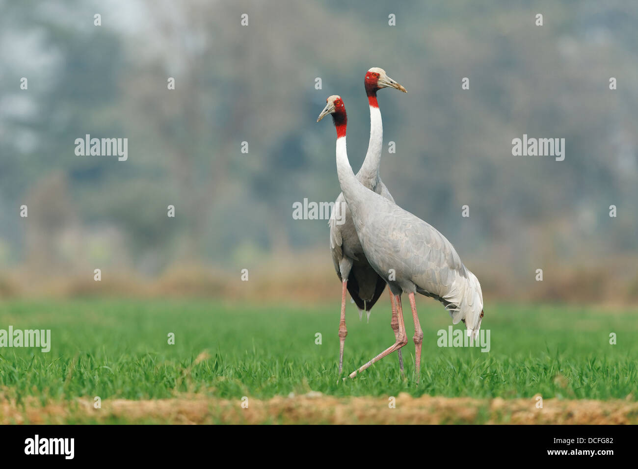 Sarus Cranes (Grus antigone) pairs in an agricultural land near Keoladeo National Park, Bharatpur, Rajasthan, India. Stock Photo