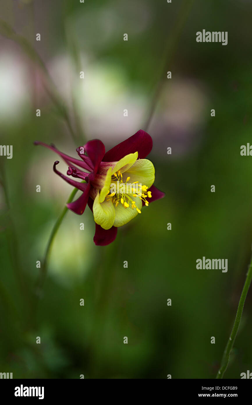 Red and yellow flower hires stock photography and images Alamy