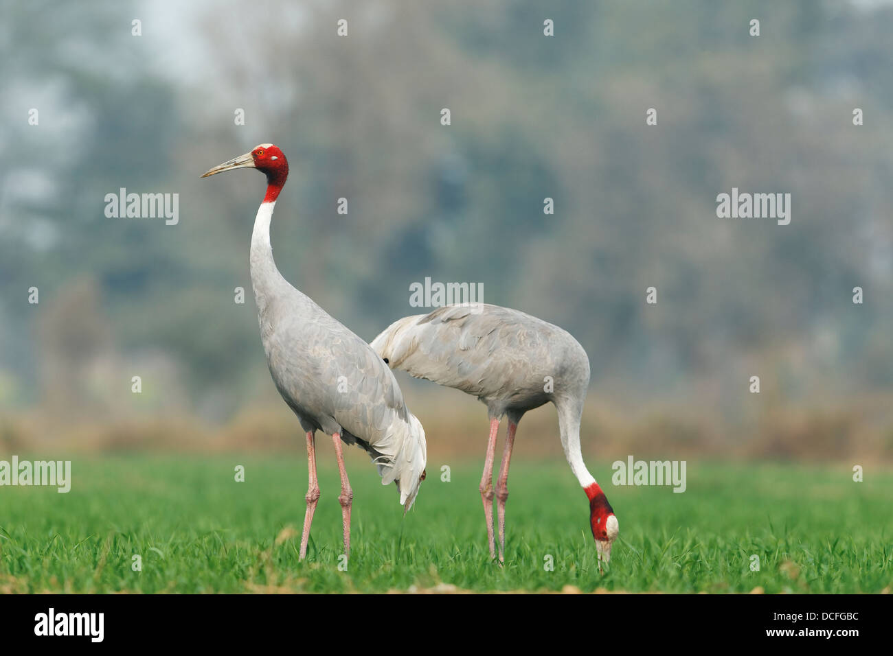 Saras crane hires stock photography and images Alamy
