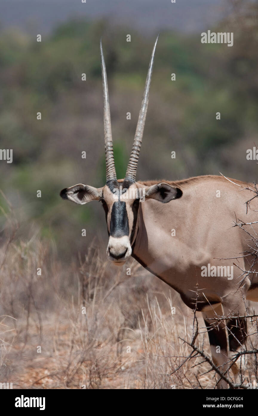 Onyx animal hires stock photography and images Alamy