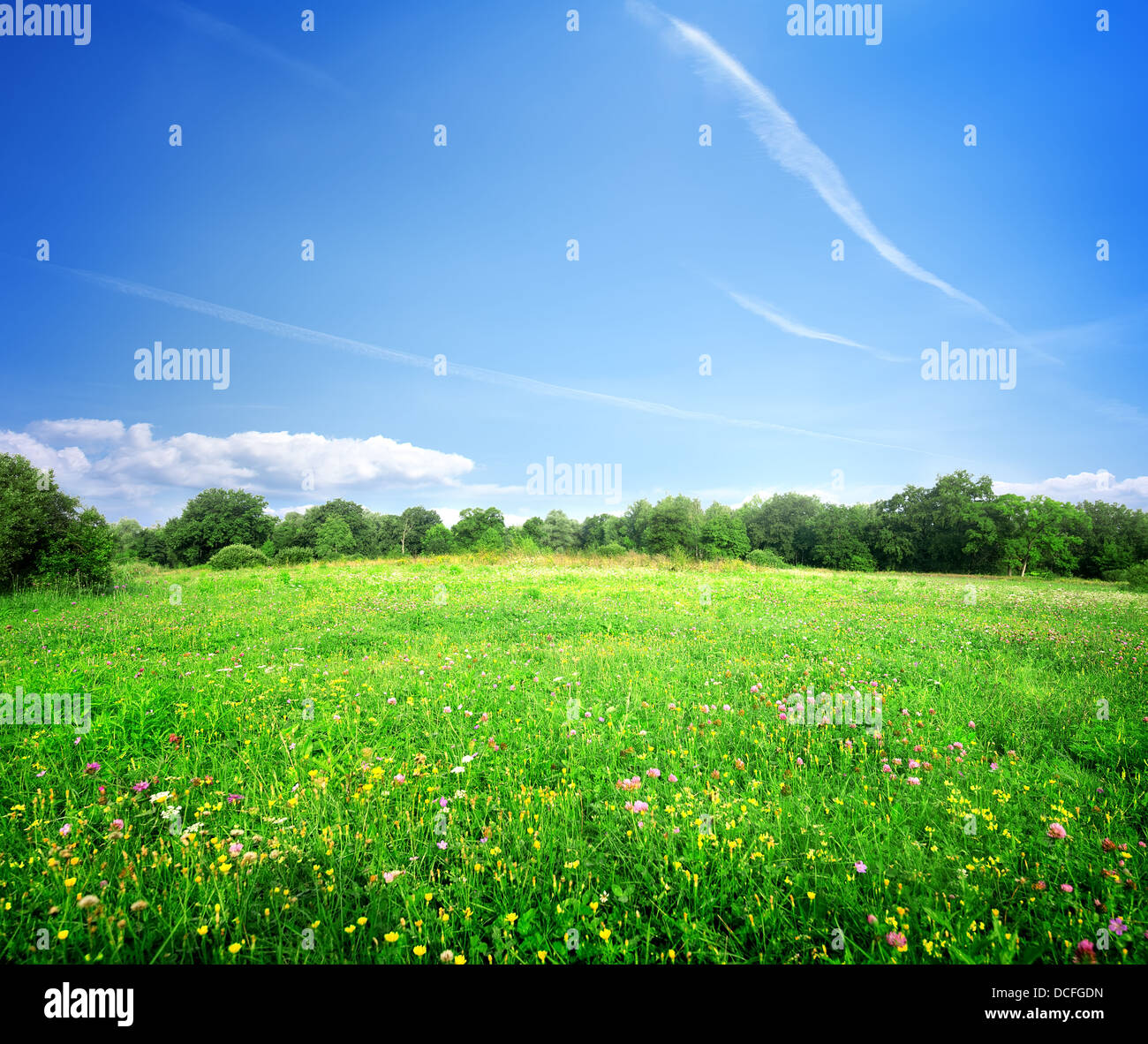 Bright meadow flowers on a sunny summer day Stock Photo