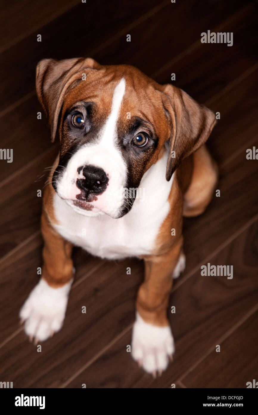 Portrait Of Dog Making Eye Contact Stock Photo Alamy