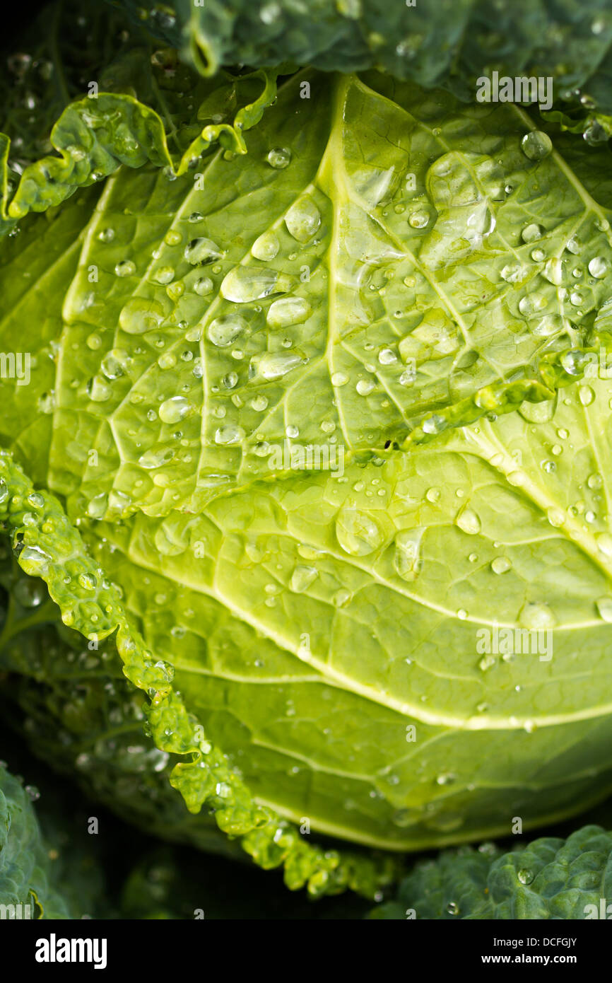 Growing cabbage in organic vegetable garden Stock Photo Alamy
