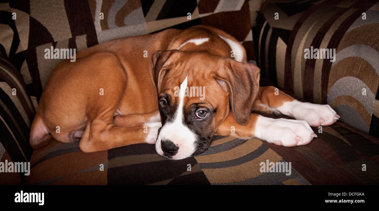 Portrait Of Dog Resting On Chair Stock Photo - Alamy