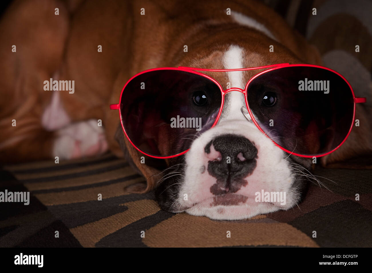 Humorous Portrait Of Dog Wearing Oversized Red Sunglasses Stock Photo