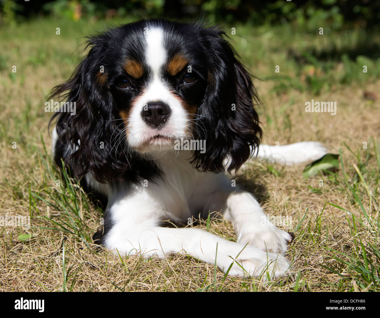 king charles dog puppy