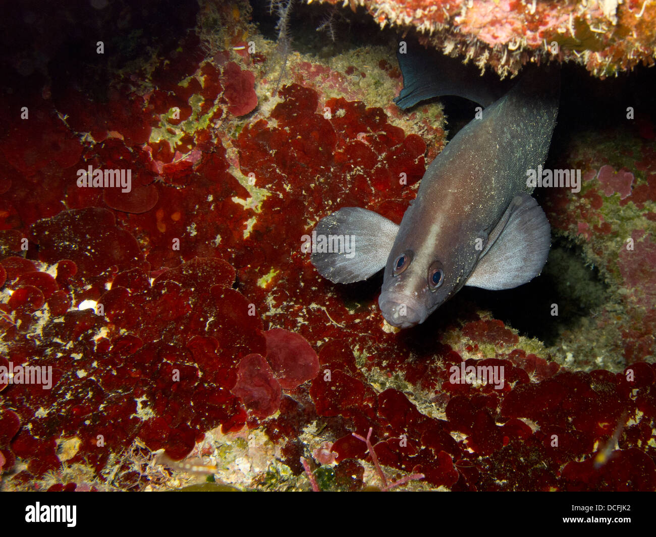 Whitespotted Soapfish (Rypticus maculatus) on a tropical reef off the island of Roatan, Honduras. Stock Photo