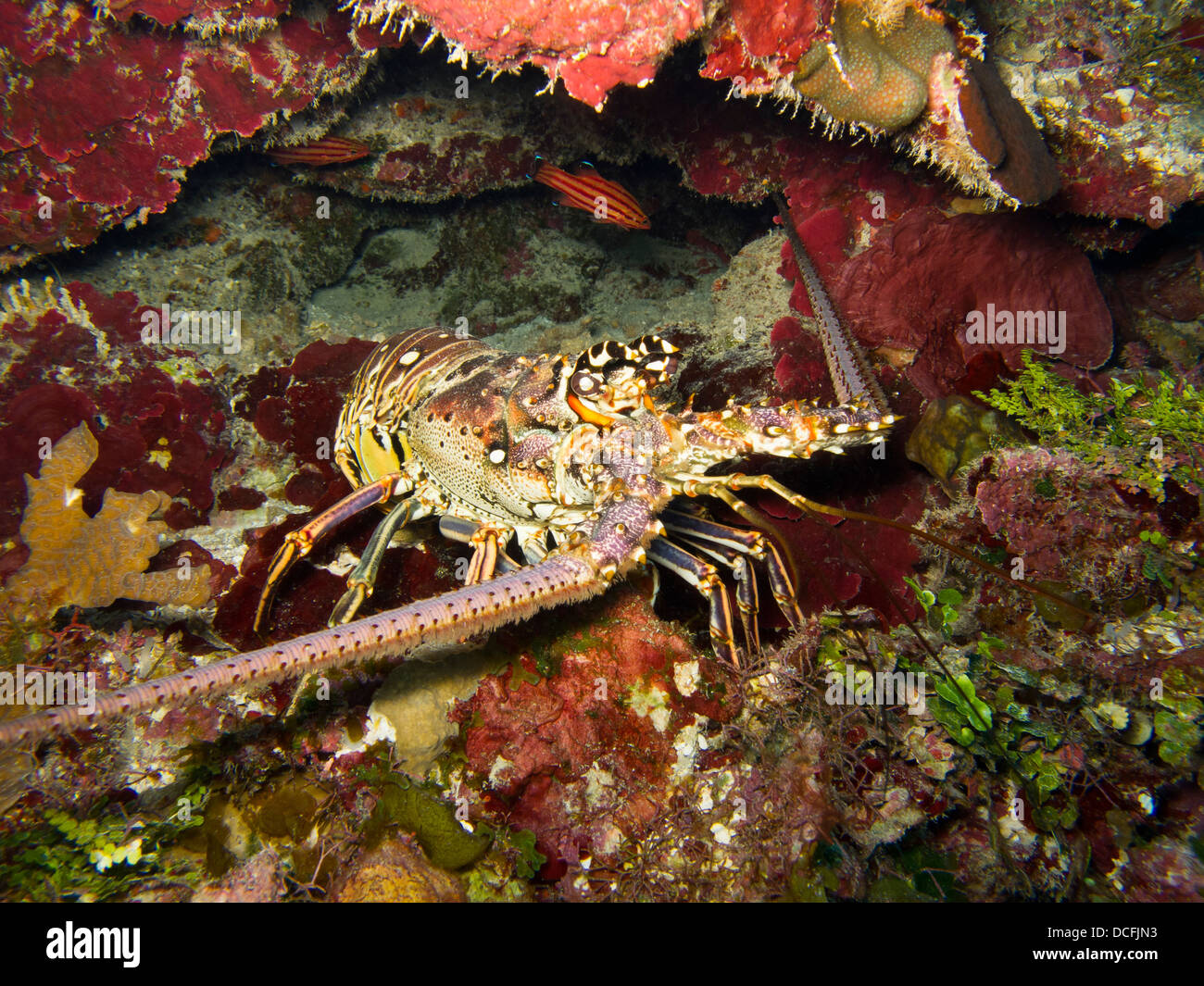 Caribbean Spiny Lobster (Panulirus argus) on a tropical coral reef off