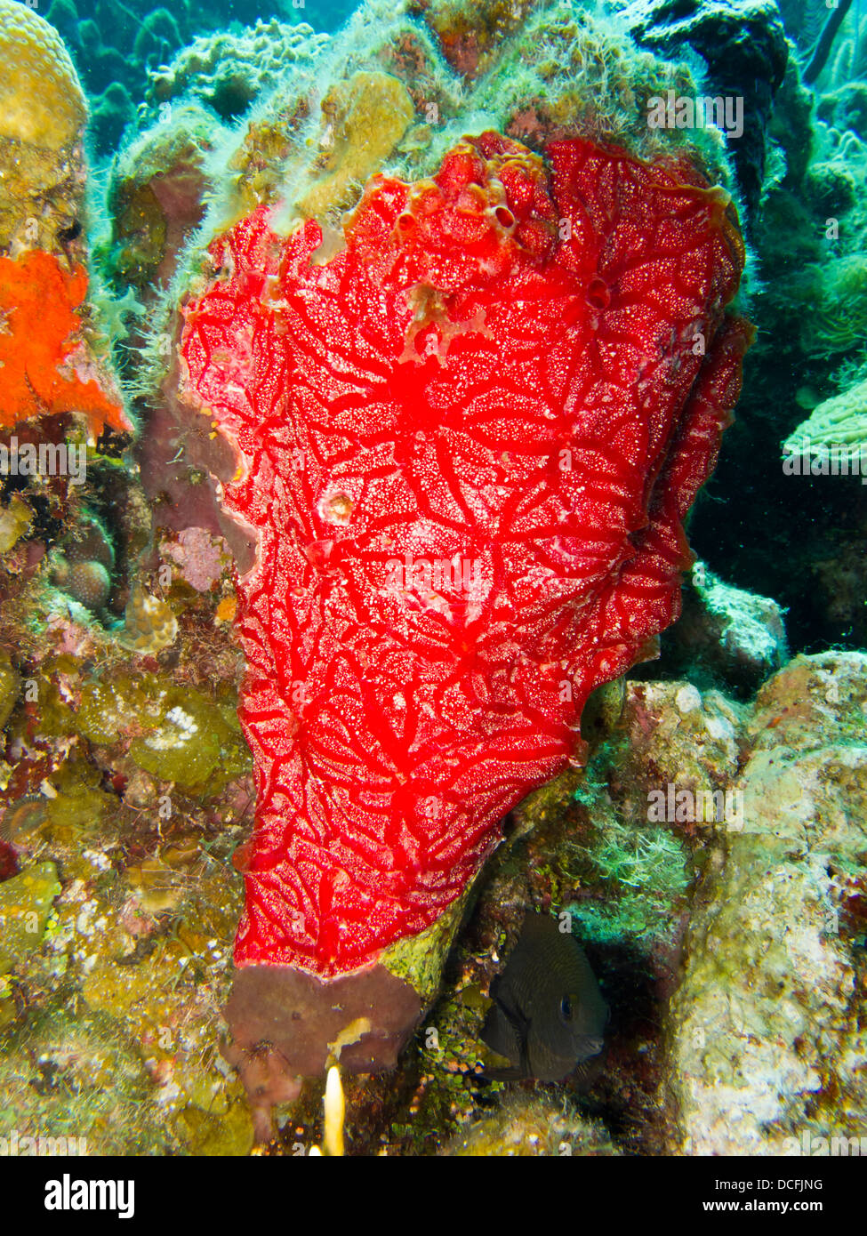 Red Encrusting Sponge (Monanchora barbadensis) on a tropical coral reef off the island of Roatan, Honduras. Stock Photo