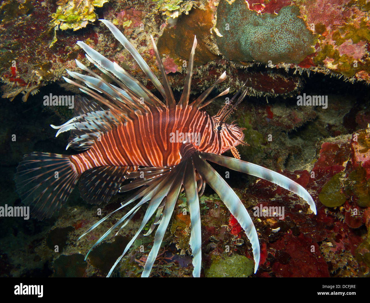 Red Lionfish (Pterois volitans) on a tropical coral reef off the island of Roatan, Honduras. Stock Photo