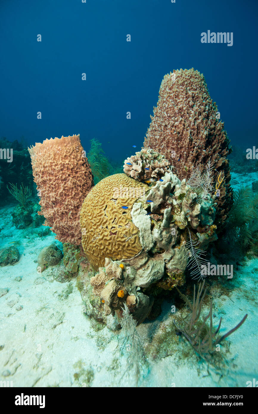 Corals and sponges on a tropical coral reef off the island of Roatan, Honduras. Stock Photo