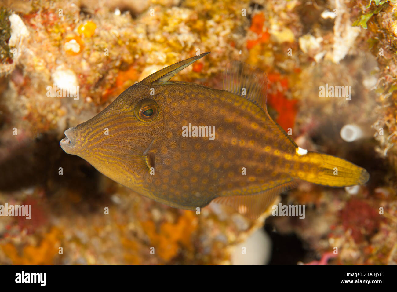 Orangespotted Filefish (Cantherhines pullus) on a tropical coral reef off the island of Roatan, Honduras. Stock Photo
