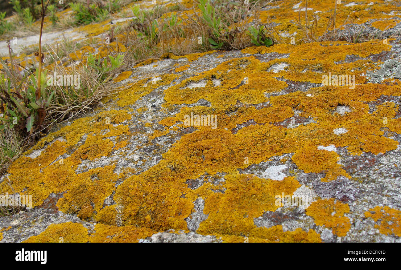 granite from Brittany, France. Xanthoria parietina among other unidentified lichens Stock Photo