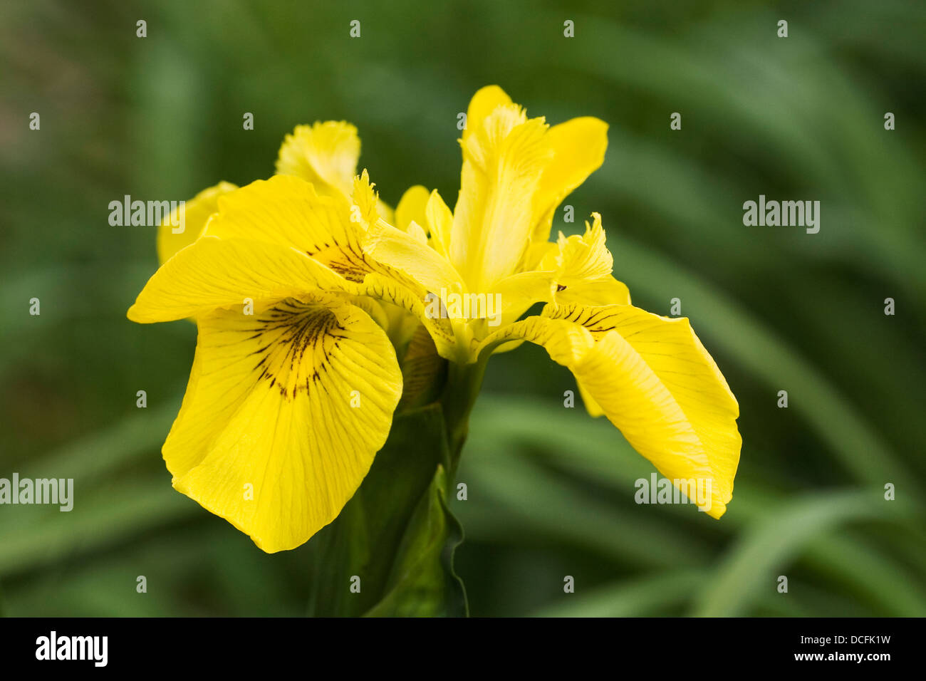 Iris pseudacorus. Yellow flag iris. Stock Photo