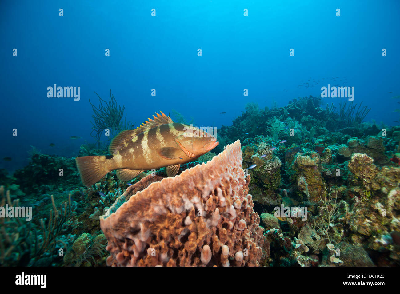 Nassau Grouper (Epinephelus striatus) resting over a Giant Barrel Sponge (Xestospongia muta) Stock Photo