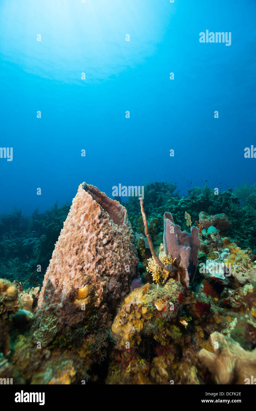 Giant Barrel Sponge (Xestospongia muta) on a tropical coral reef off the island of Roatan, Honduras. Stock Photo