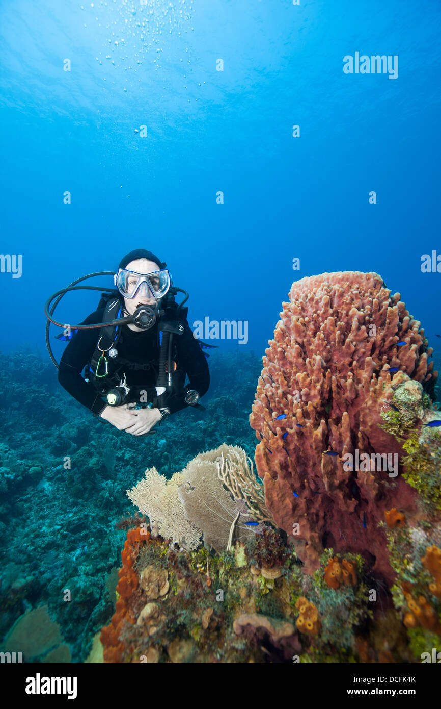Scuba diver swimming by a Giant Barrel Sponge (Xestospongia muta) and other corals and sponges Stock Photo