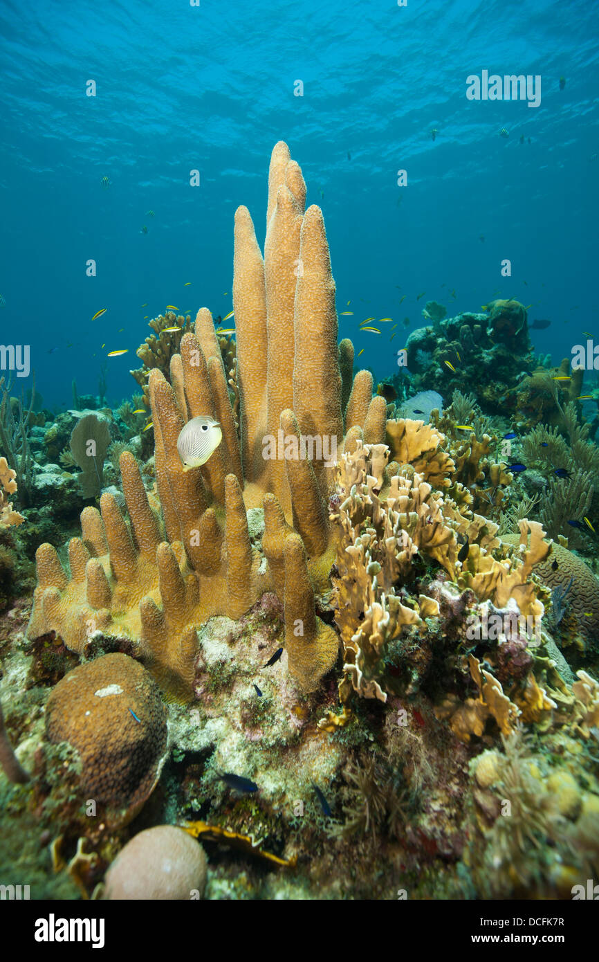 Foureye Butterflyfish (Chaetodon capistratus) and Pillar Coral (Dendrogyra cylindrus) on a tropical coral reef Stock Photo