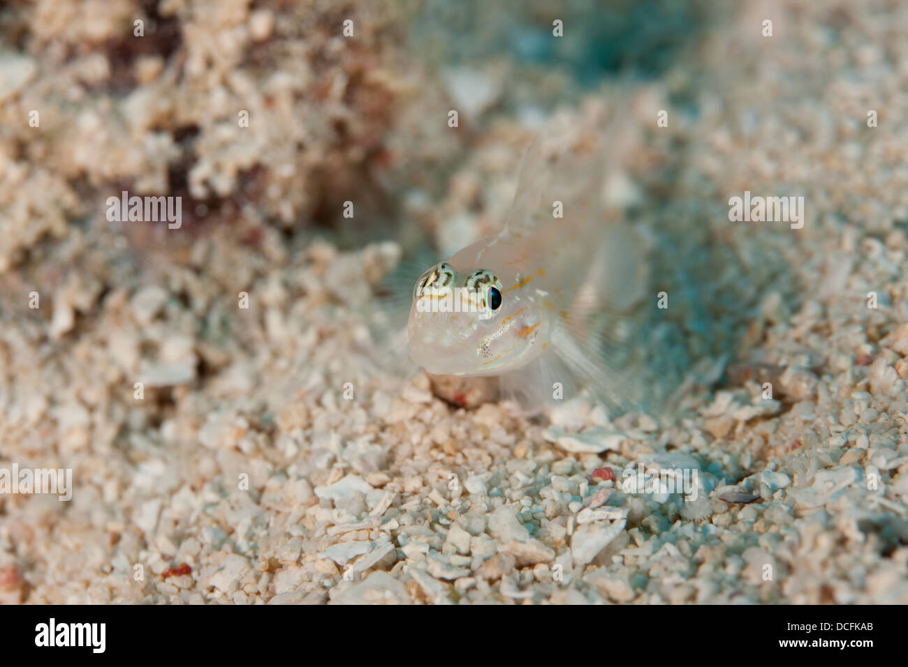Bridled Goby (Coryphopterus glaucofraenum) on a tropical coral reef off the island of Roatan, Honduras. Stock Photo
