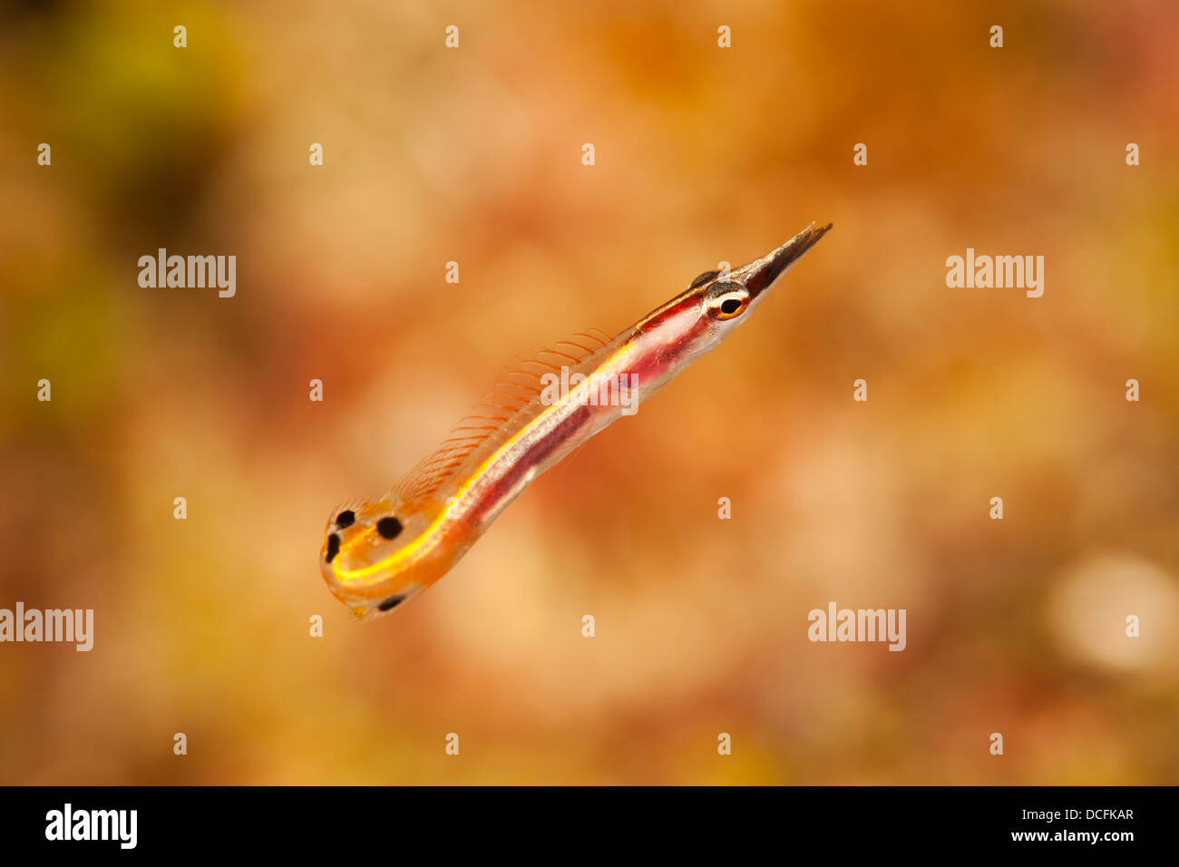 Arrow Blenny (Lucayablennius zingaro) on a tropical coral reef off the island of Roatan, Honduras. Stock Photo