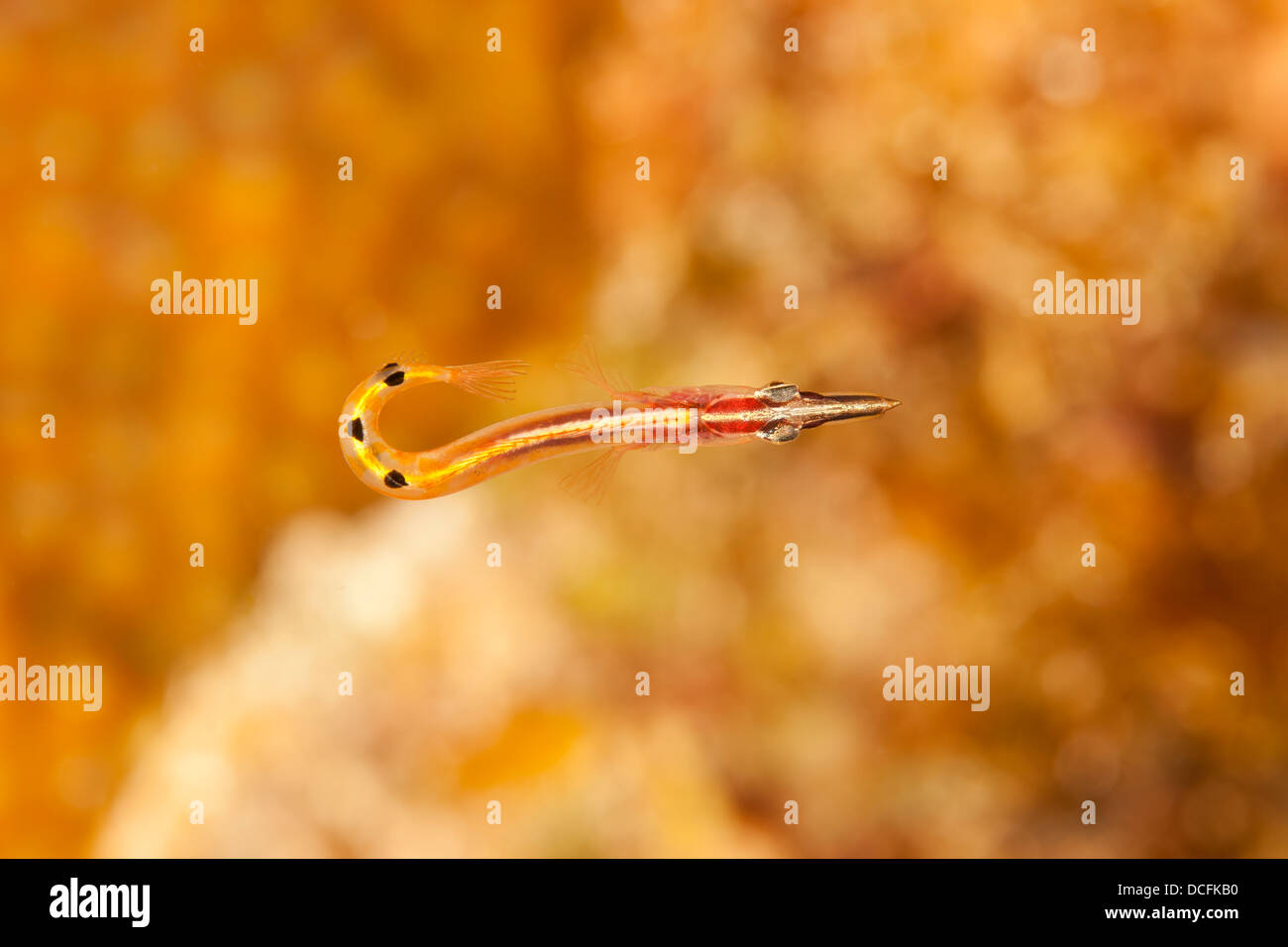 Arrow Blenny (Lucayablennius zingaro) on a tropical coral reef off the island of Roatan, Honduras. Stock Photo