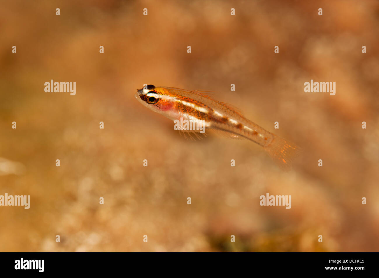 Masked/Glass Goby (Coryphopterus personatus/hyalinus) on a tropical coral reef off the island of Roatan, Honduras. Stock Photo