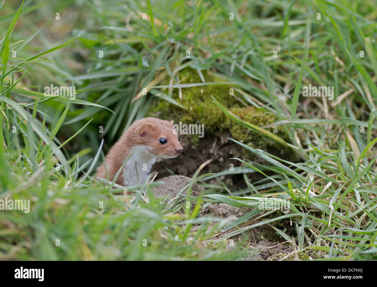 European Weasel - Mustela nivalis, Uk Stock Photo