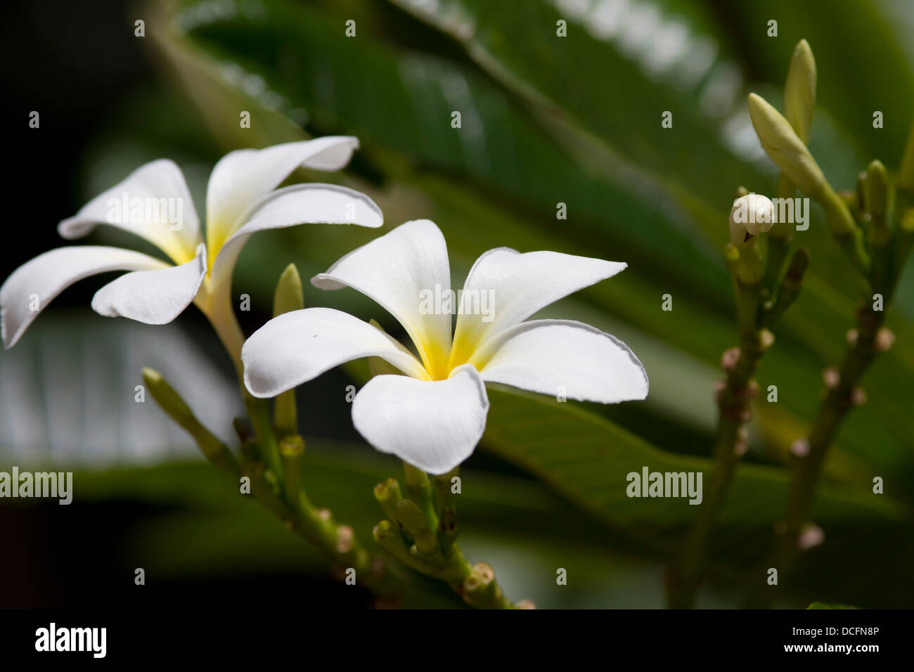 Plumeria: flowering plants in the family, Apocynaceae. Native to Central America, Mexico, the Caribbean, and South America Stock Photo